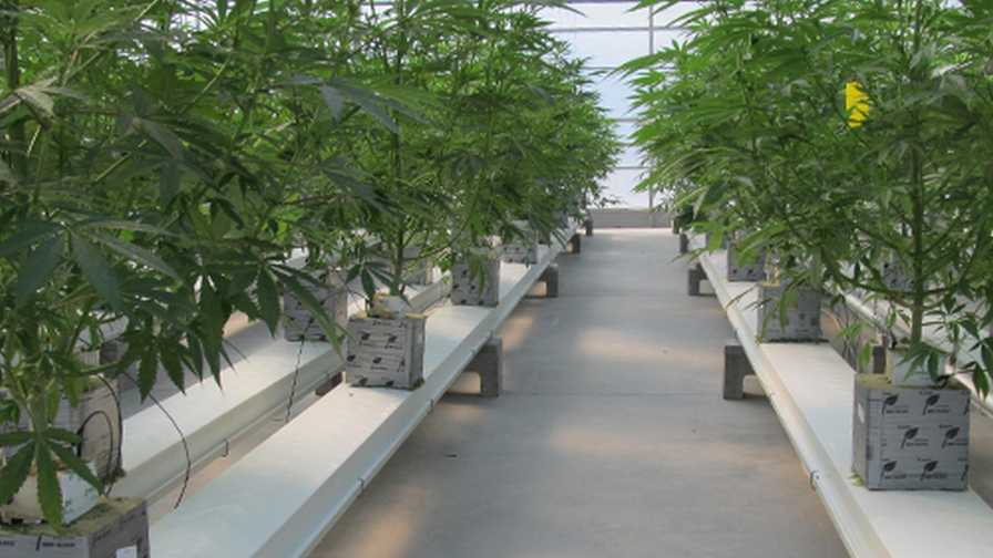 cannabis plant